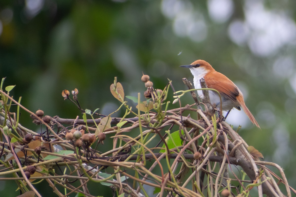Red-and-white Spinetail - ML637600765