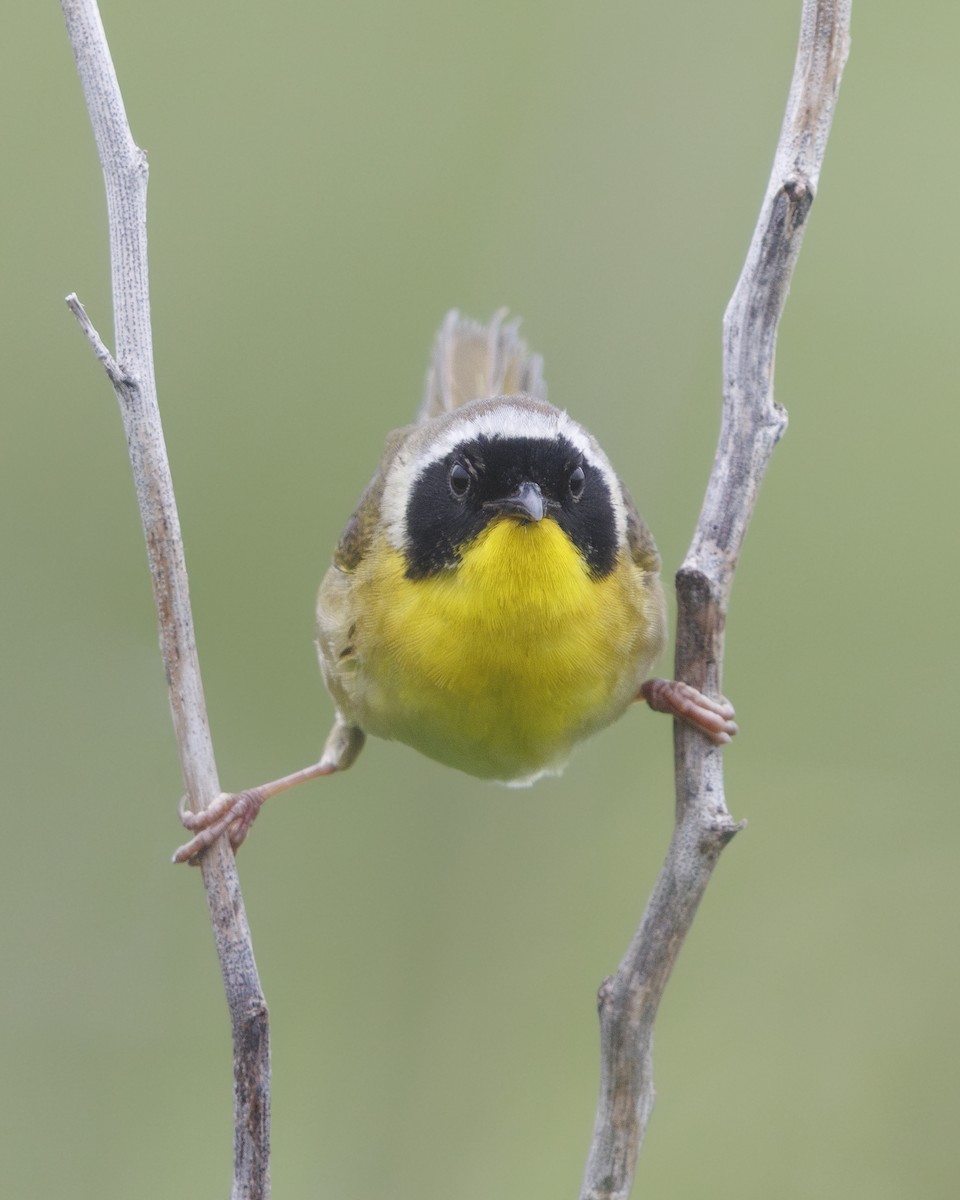Common Yellowthroat - ML637600775
