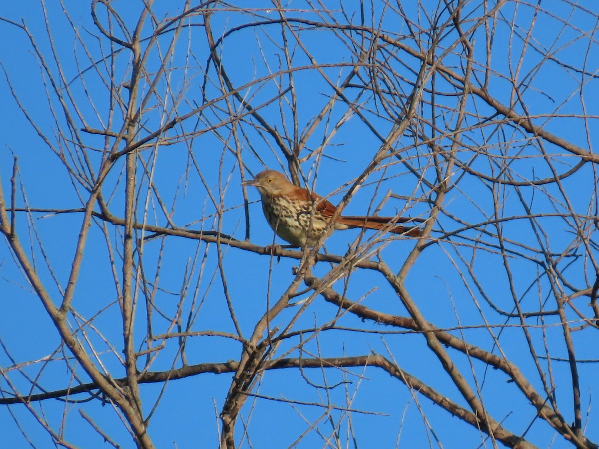 Brown Thrasher - ML637600781