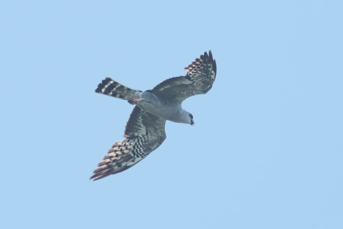 Mississippi Kite - ML637600789