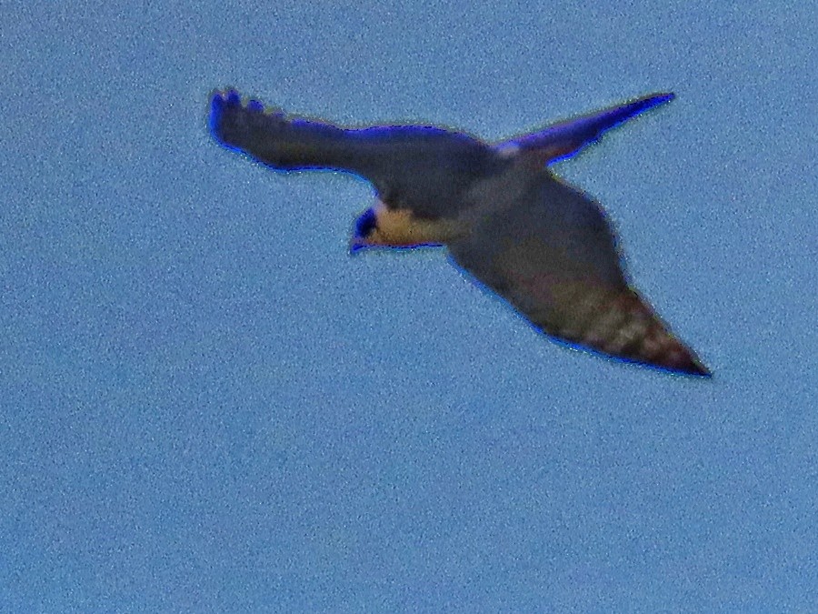 Black Goshawk - ML637600800