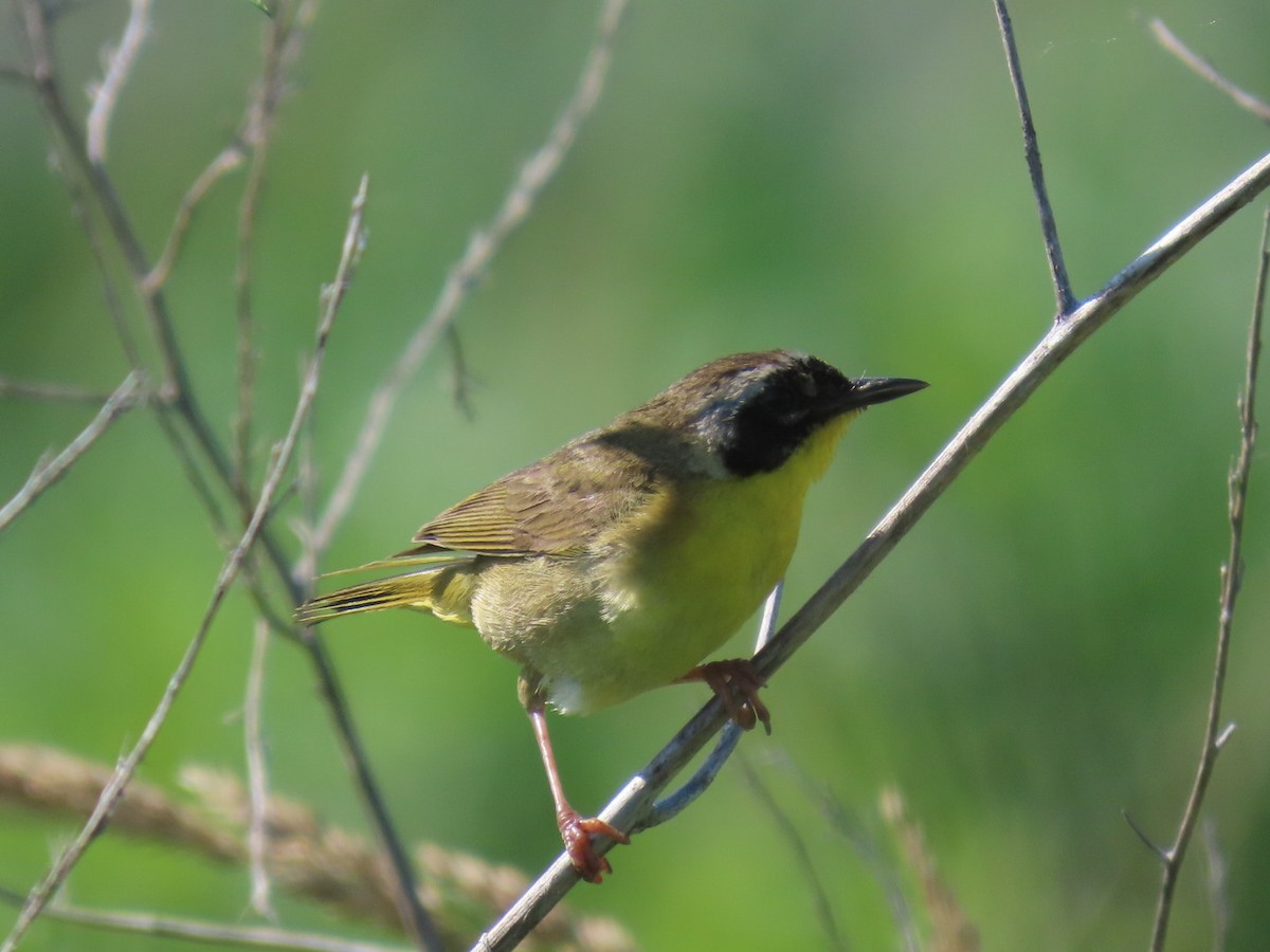 Common Yellowthroat - ML637600848