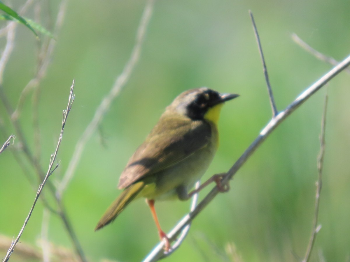 Common Yellowthroat - ML637600858