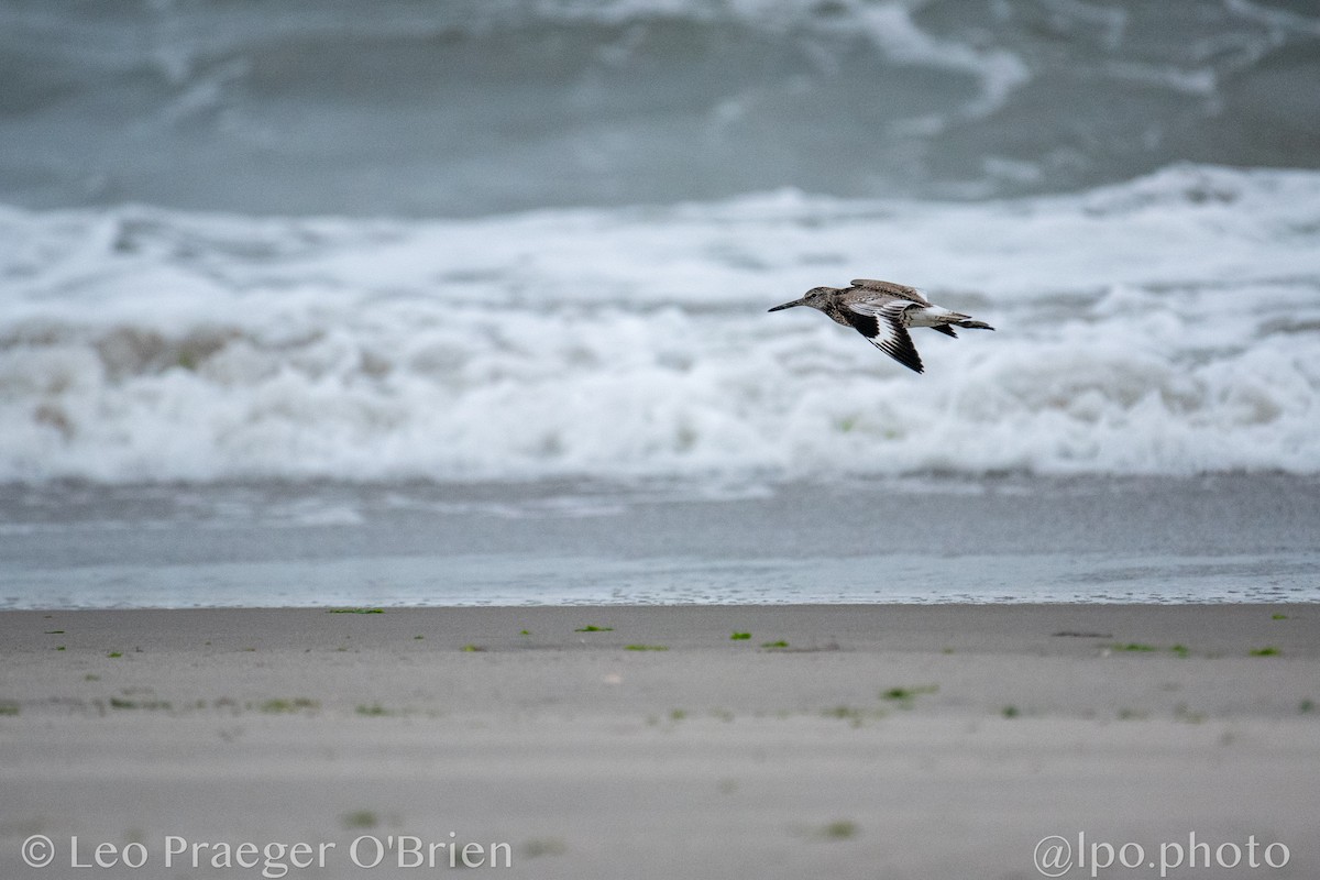 Willet - ML637600930