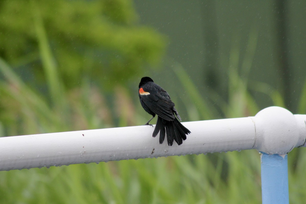 Red-winged Blackbird - ML637600967