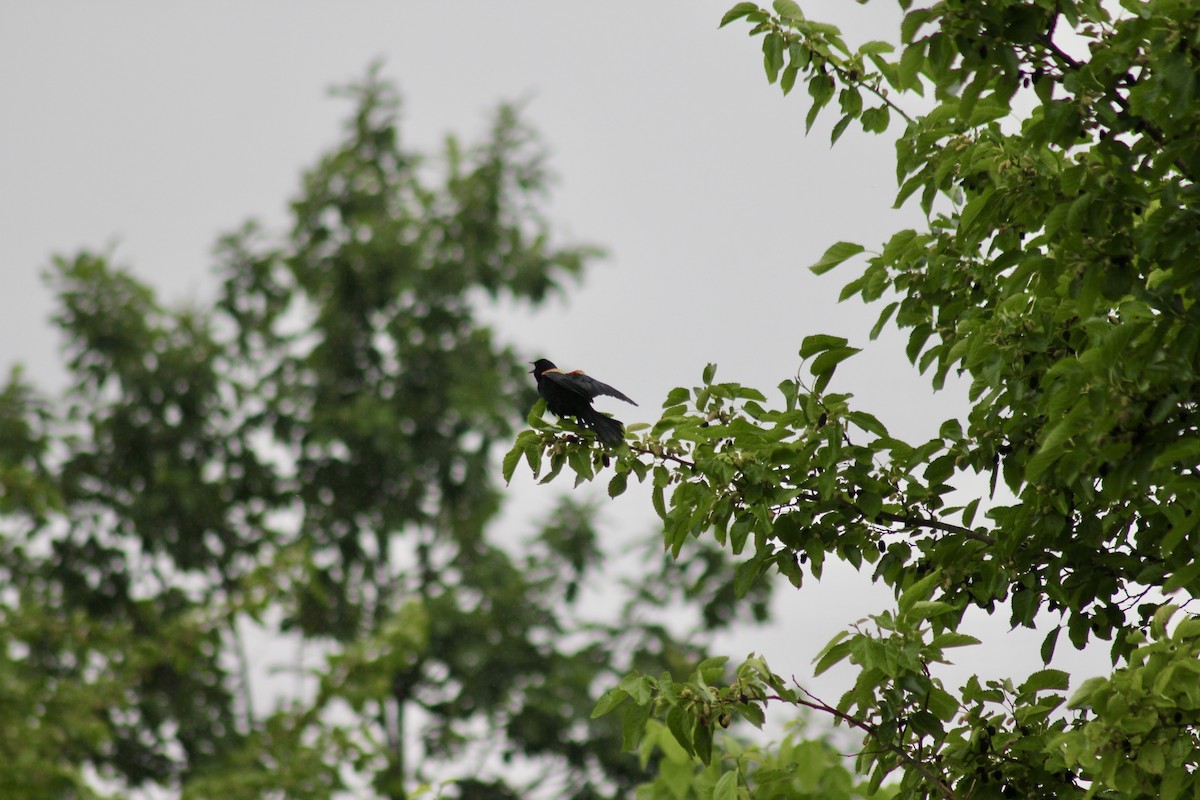 Red-winged Blackbird - ML637600968