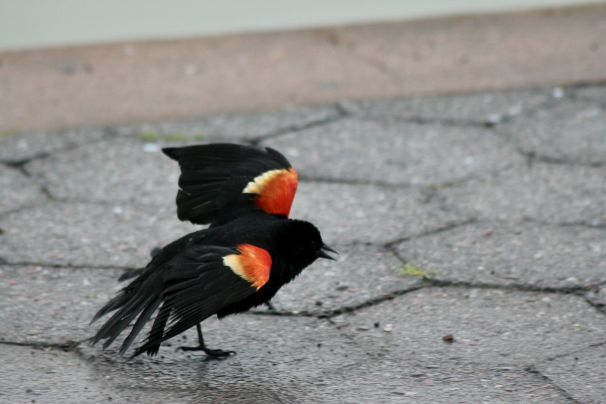 Red-winged Blackbird - ML637600969