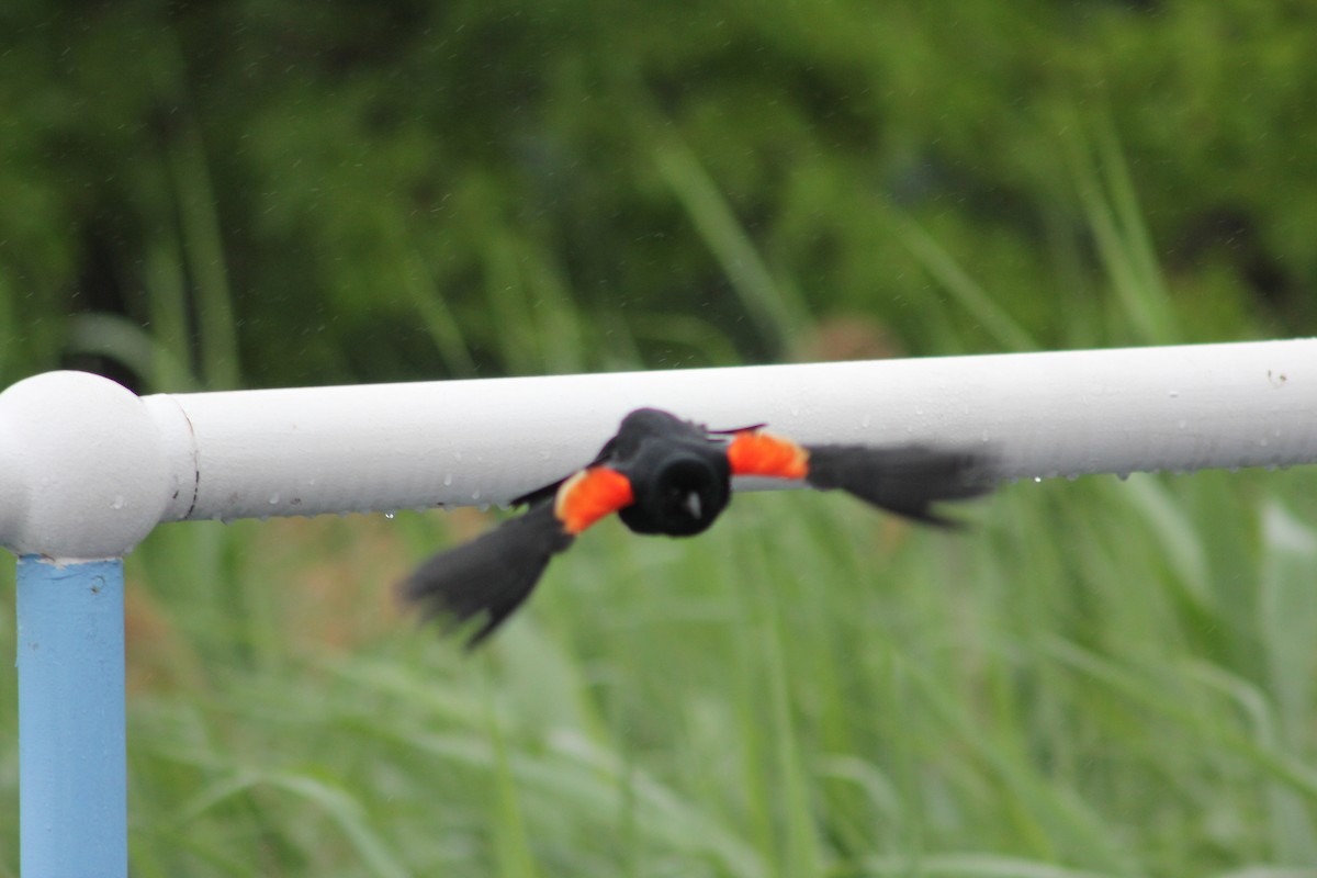 Red-winged Blackbird - ML637600970