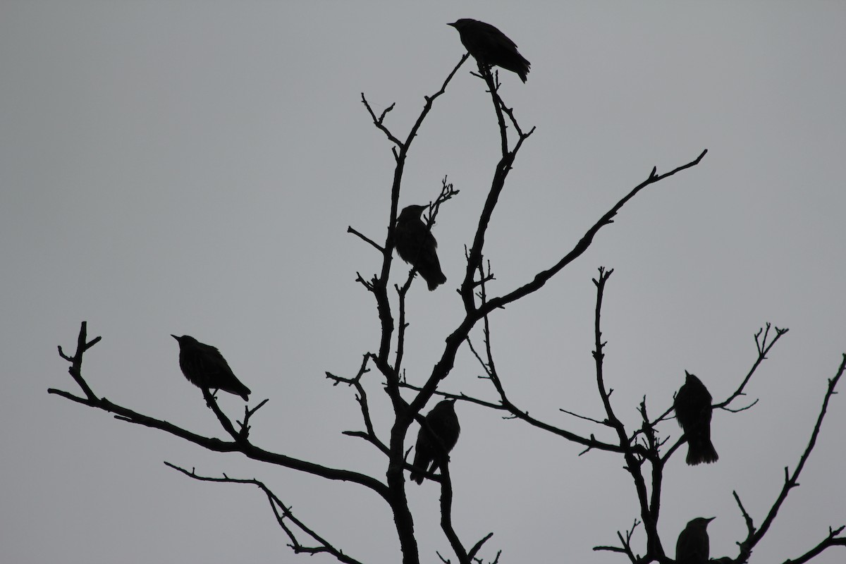 European Starling - ML637600971