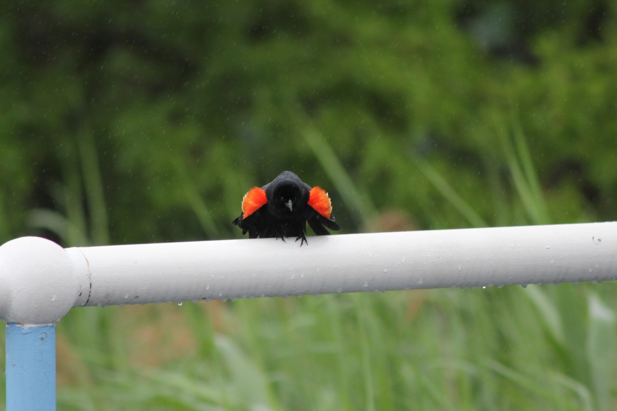 Red-winged Blackbird - ML637600972