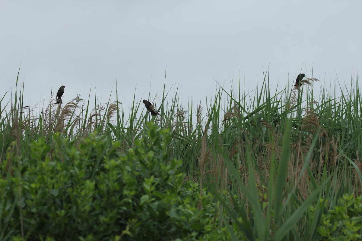 Red-winged Blackbird - ML637600973