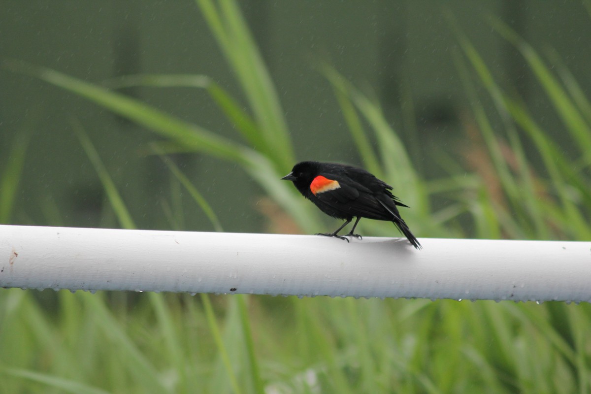 Red-winged Blackbird - ML637600974