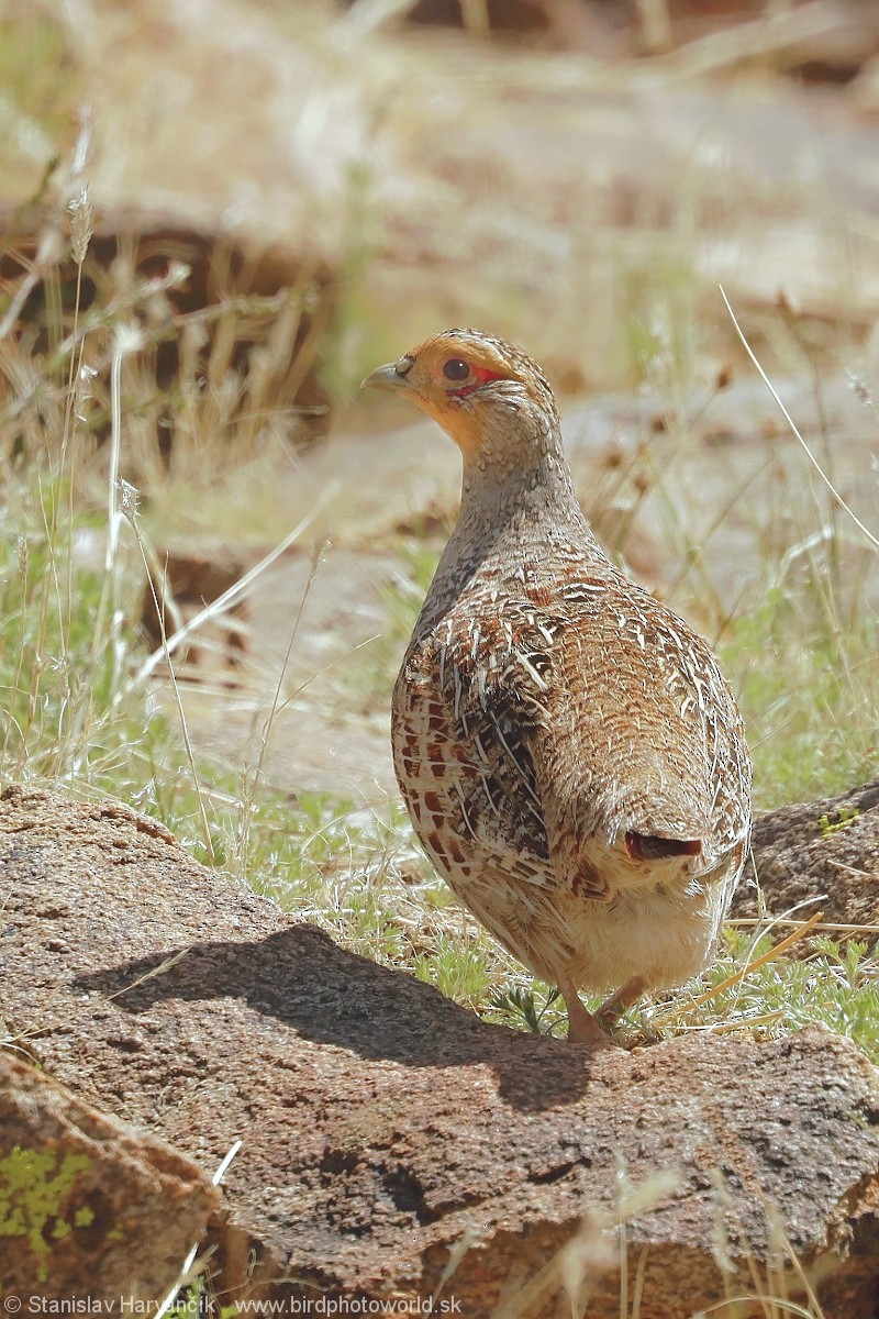 Daurian Partridge - ML637600990
