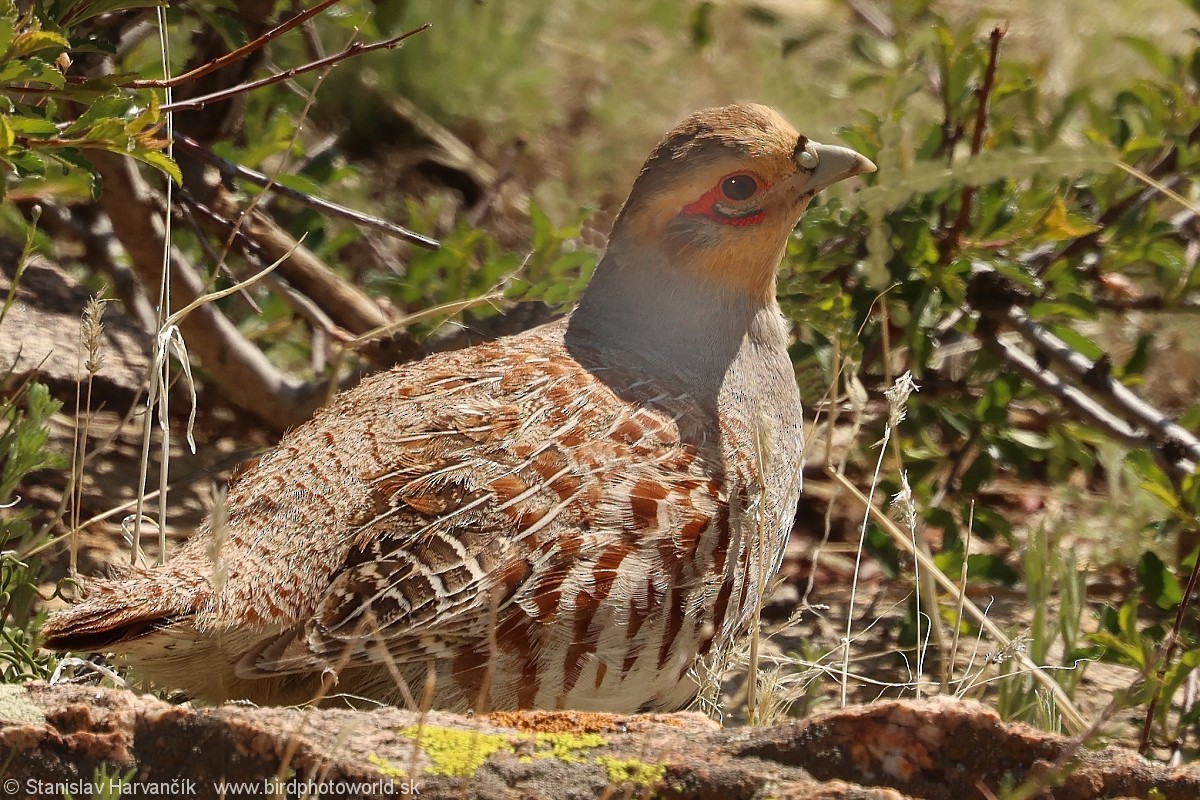 Daurian Partridge - ML637600991