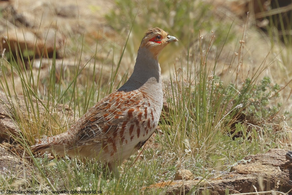 Daurian Partridge - ML637600992