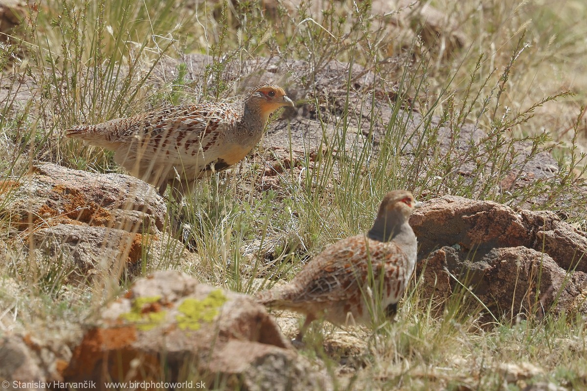 Daurian Partridge - ML637600993