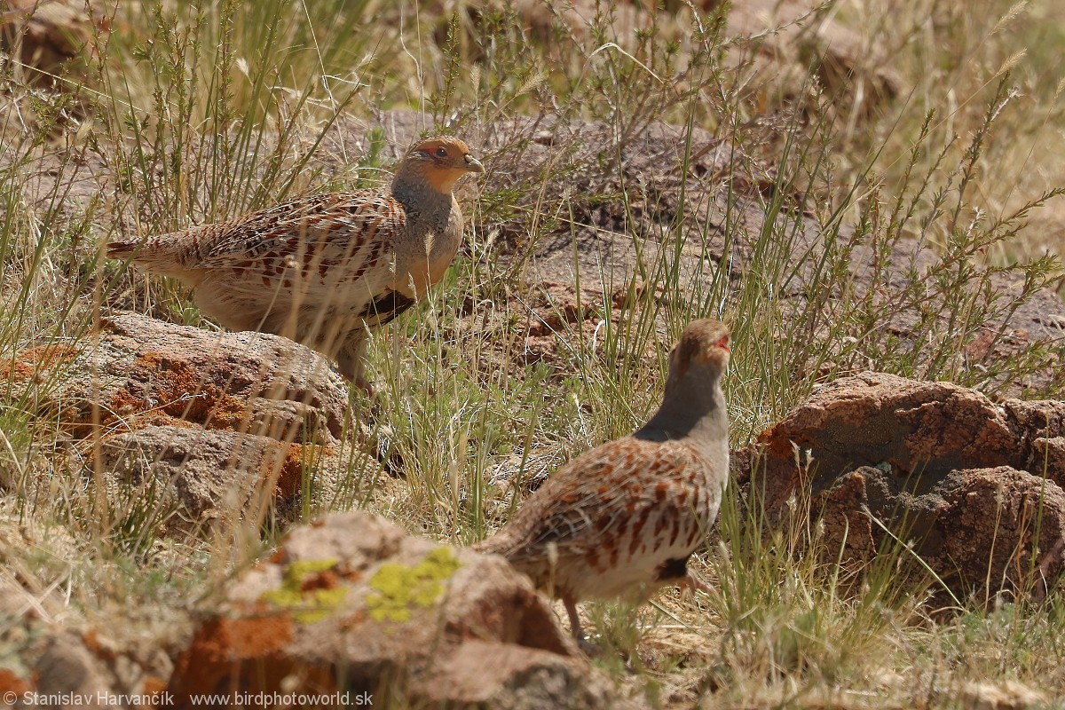 Daurian Partridge - ML637600994