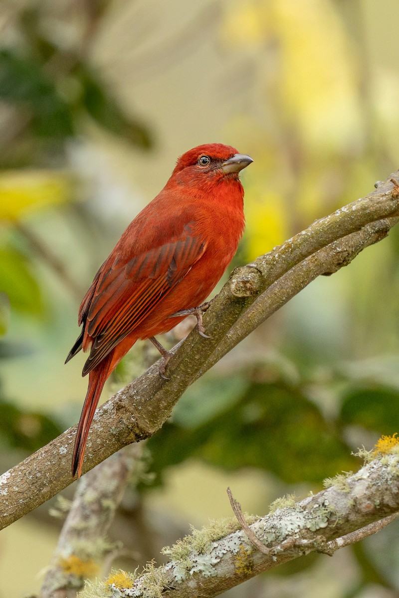 Piranga Bermeja (grupo lutea) - ML637601005