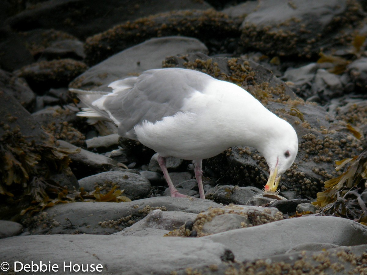 Glaucous-winged Gull - ML637601010