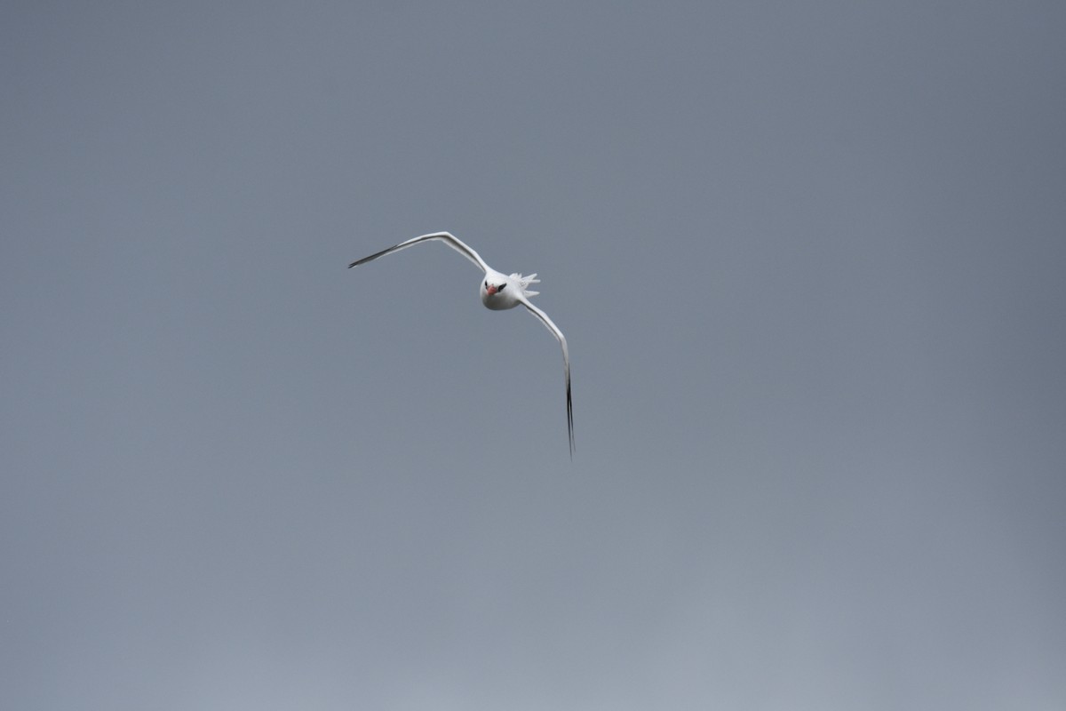 Red-billed Tropicbird - ML637601012