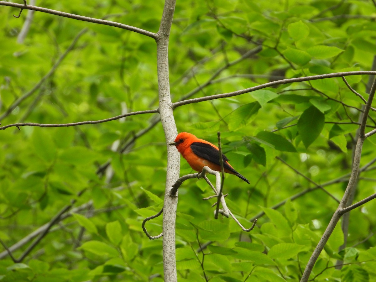 piranga šarlatová - ML637601013