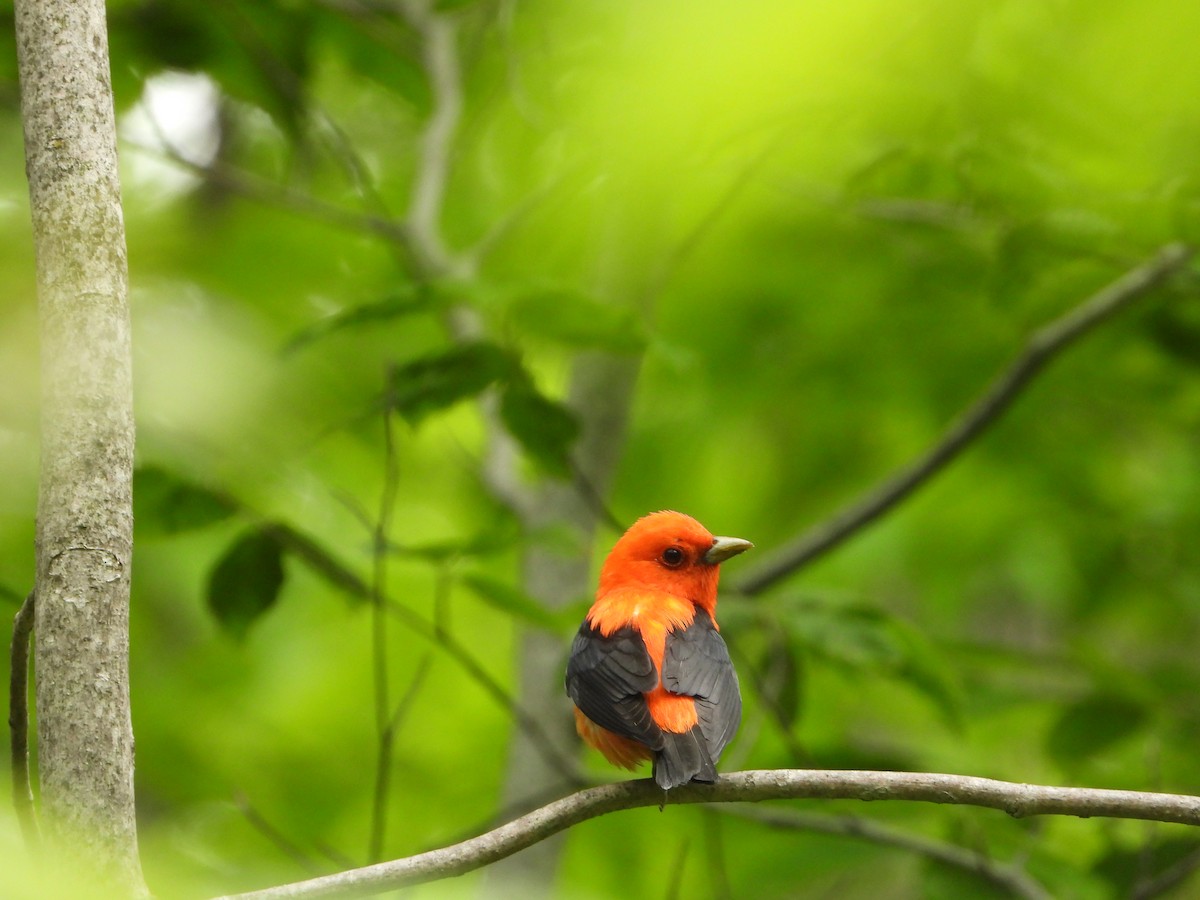 piranga šarlatová - ML637601014