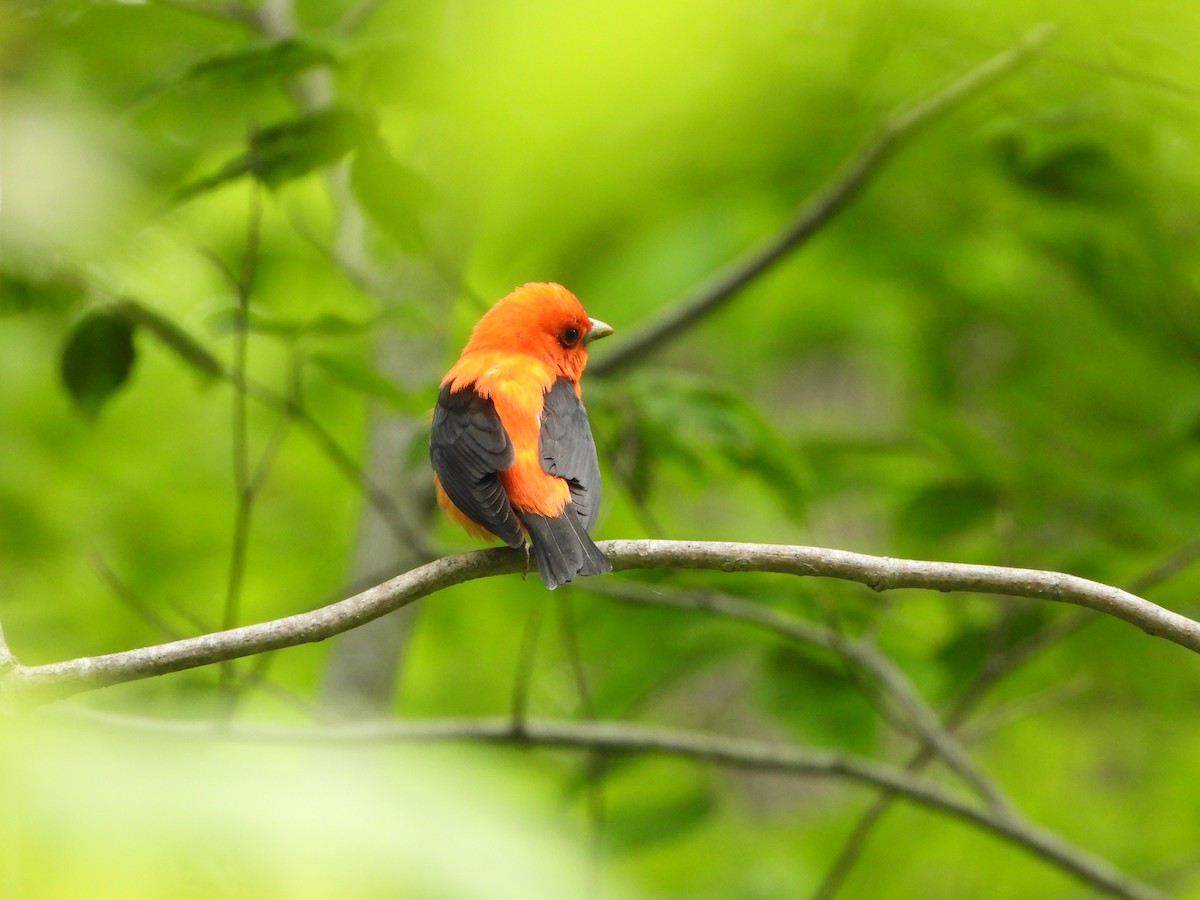 piranga šarlatová - ML637601015