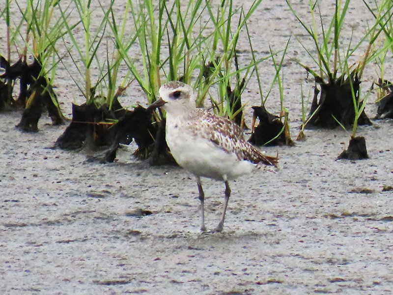 Black-bellied Plover - ML637601022