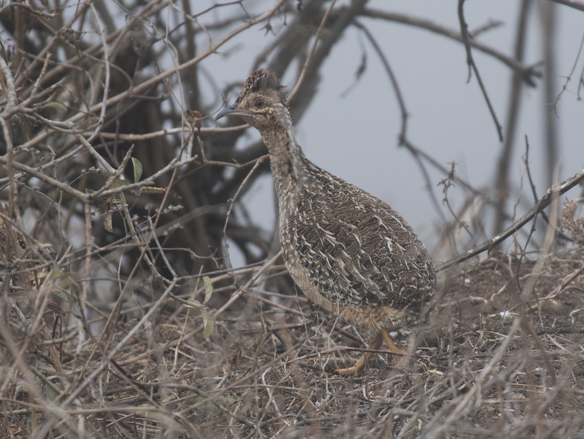 Andean Tinamou - ML637601034