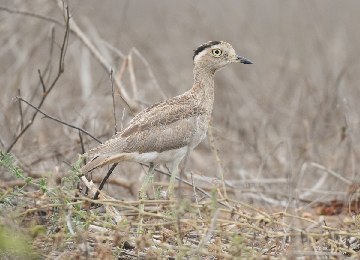 dytík bledý - ML637601037