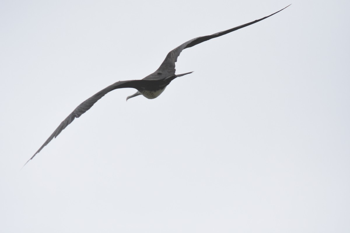 Prachtfregattvogel - ML637601047