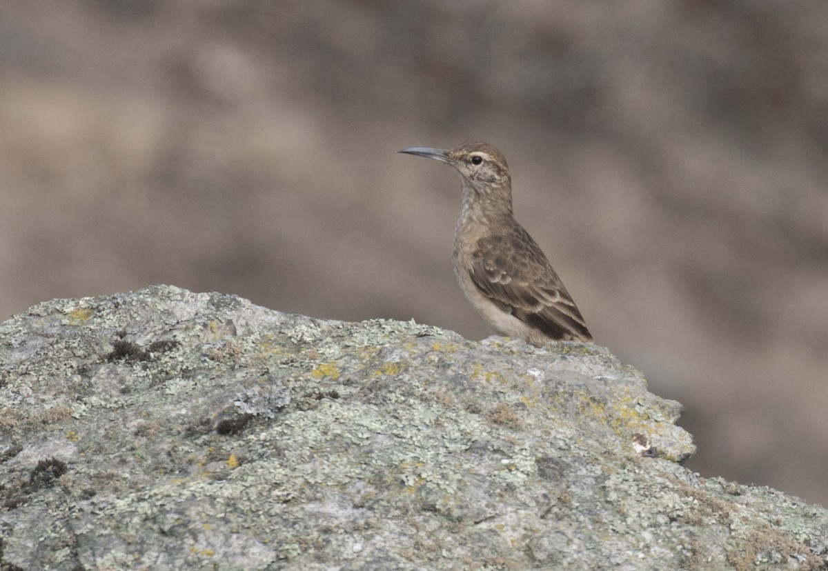 Thick-billed Miner - ML637601048