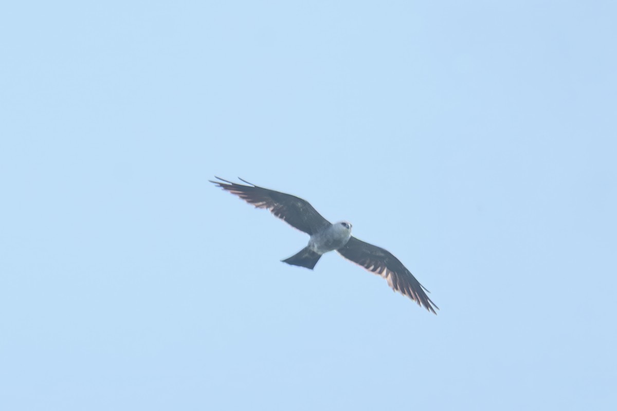 Mississippi Kite - ML637601054