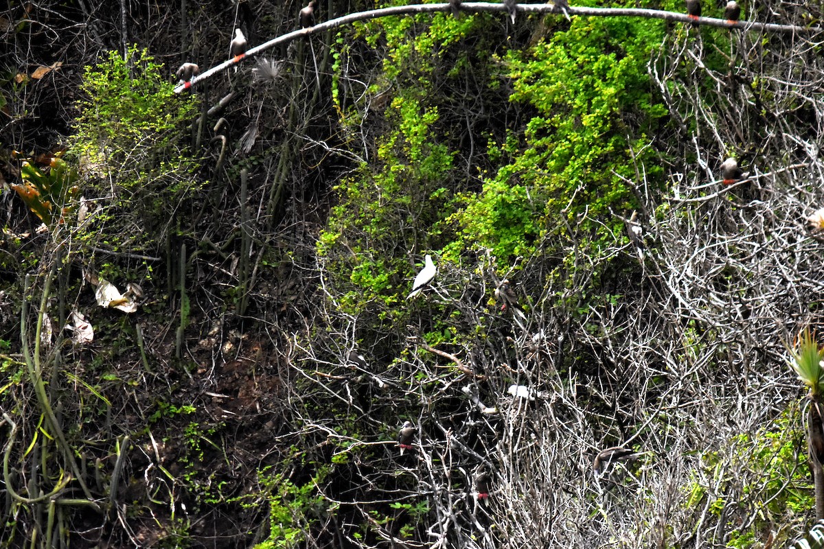 Red-footed Booby - ML637601062