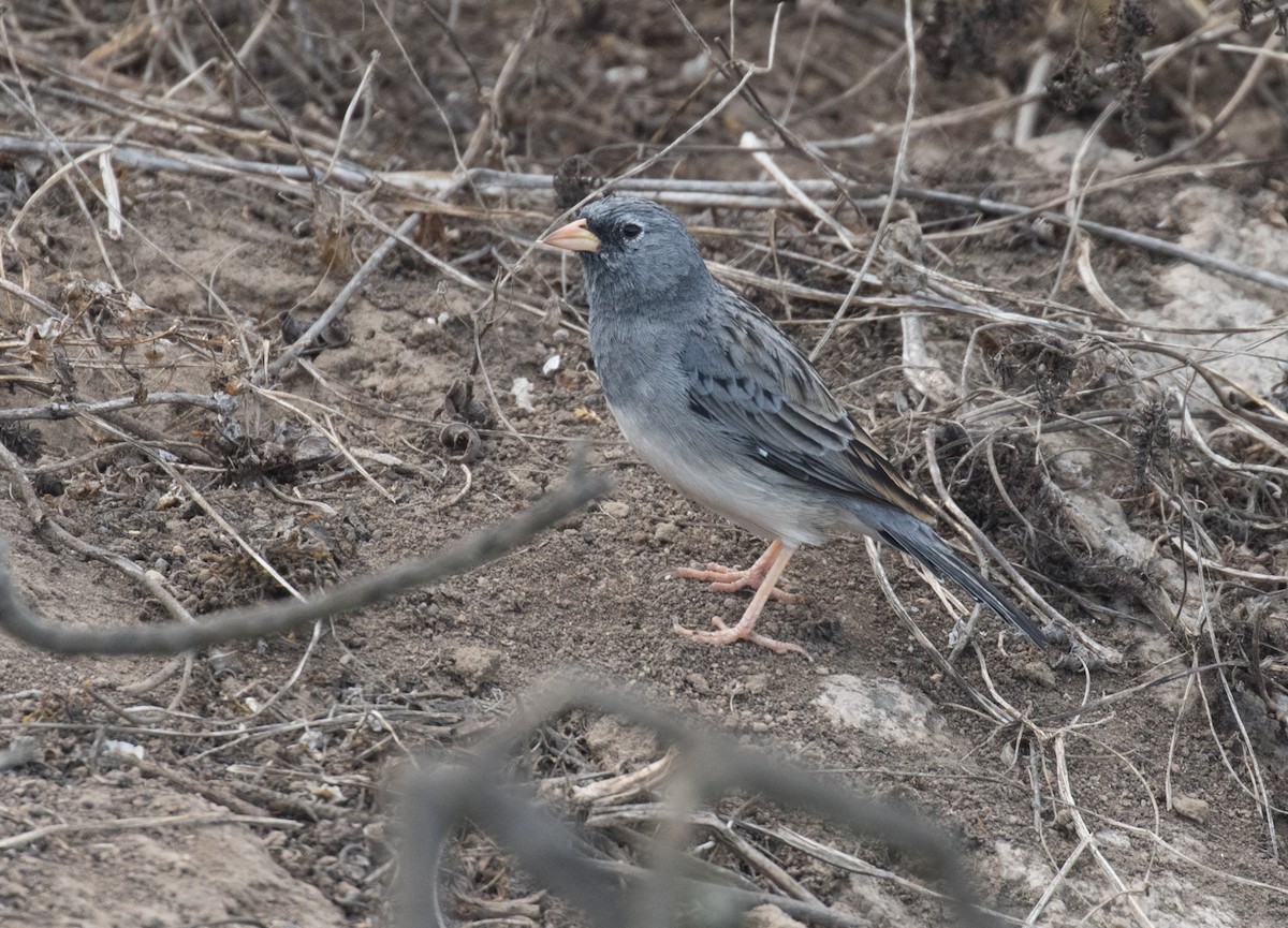 Band-tailed Sierra Finch - ML637601068