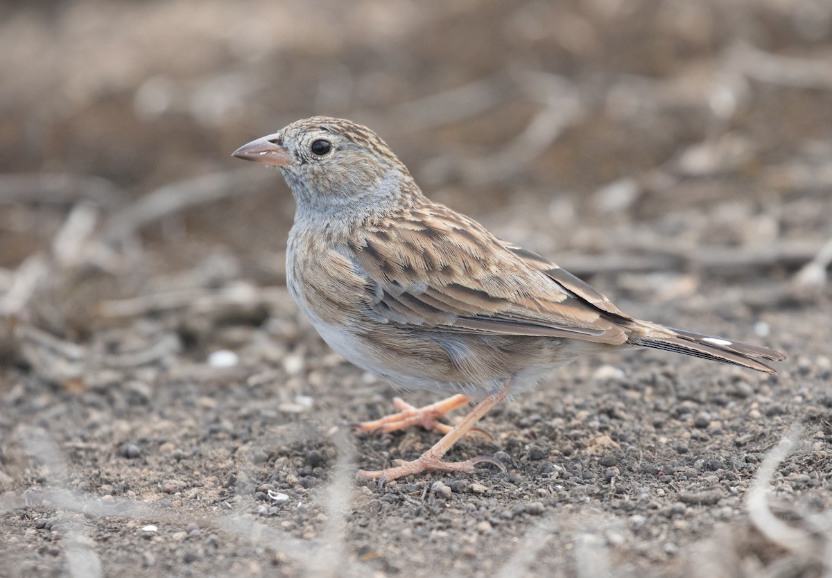 Band-tailed Sierra Finch - ML637601069