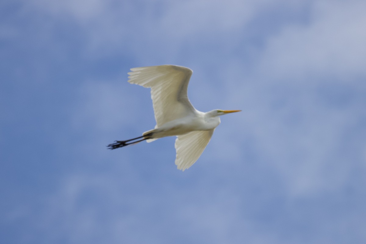 Great Egret - ML637601074