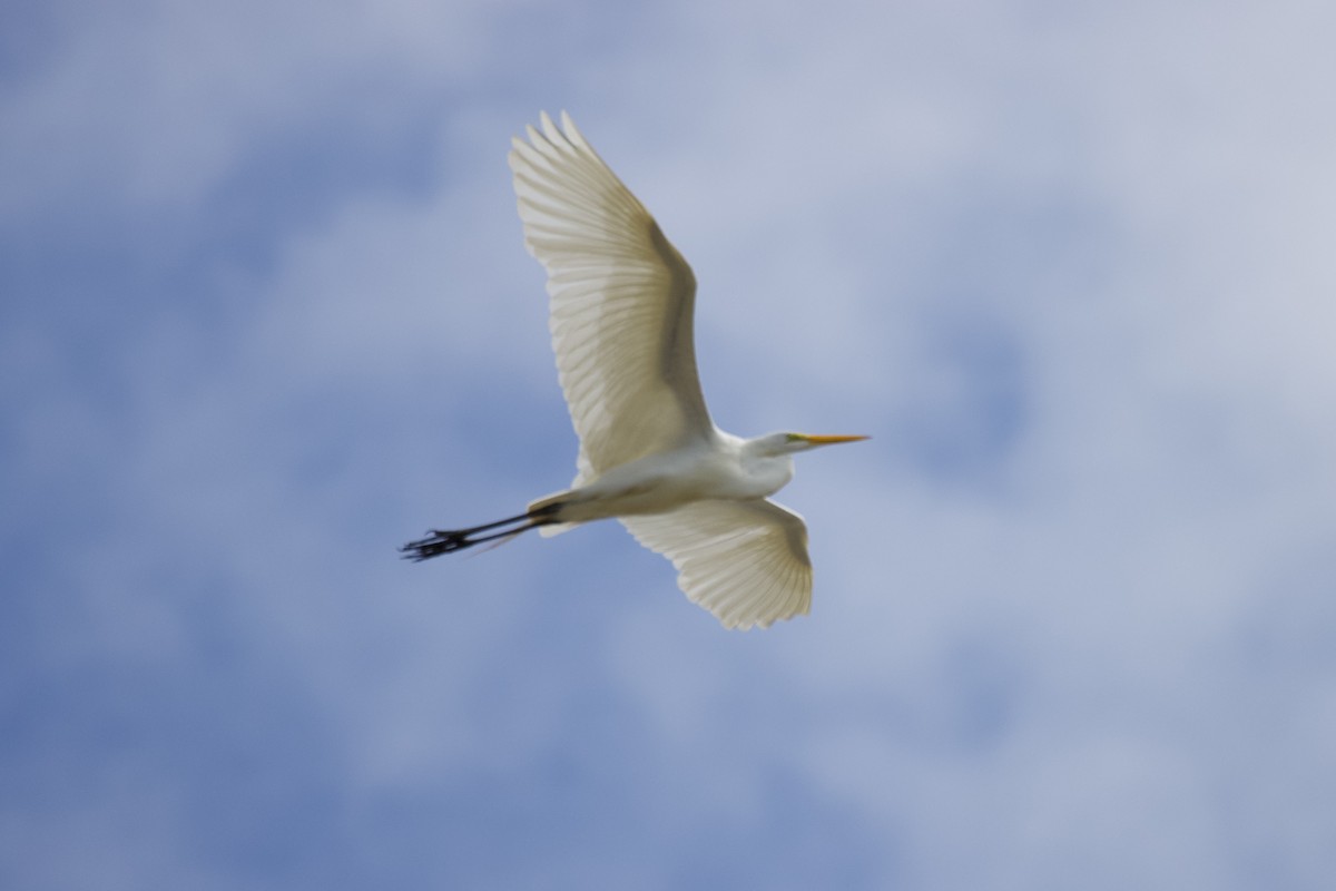 Great Egret - ML637601075