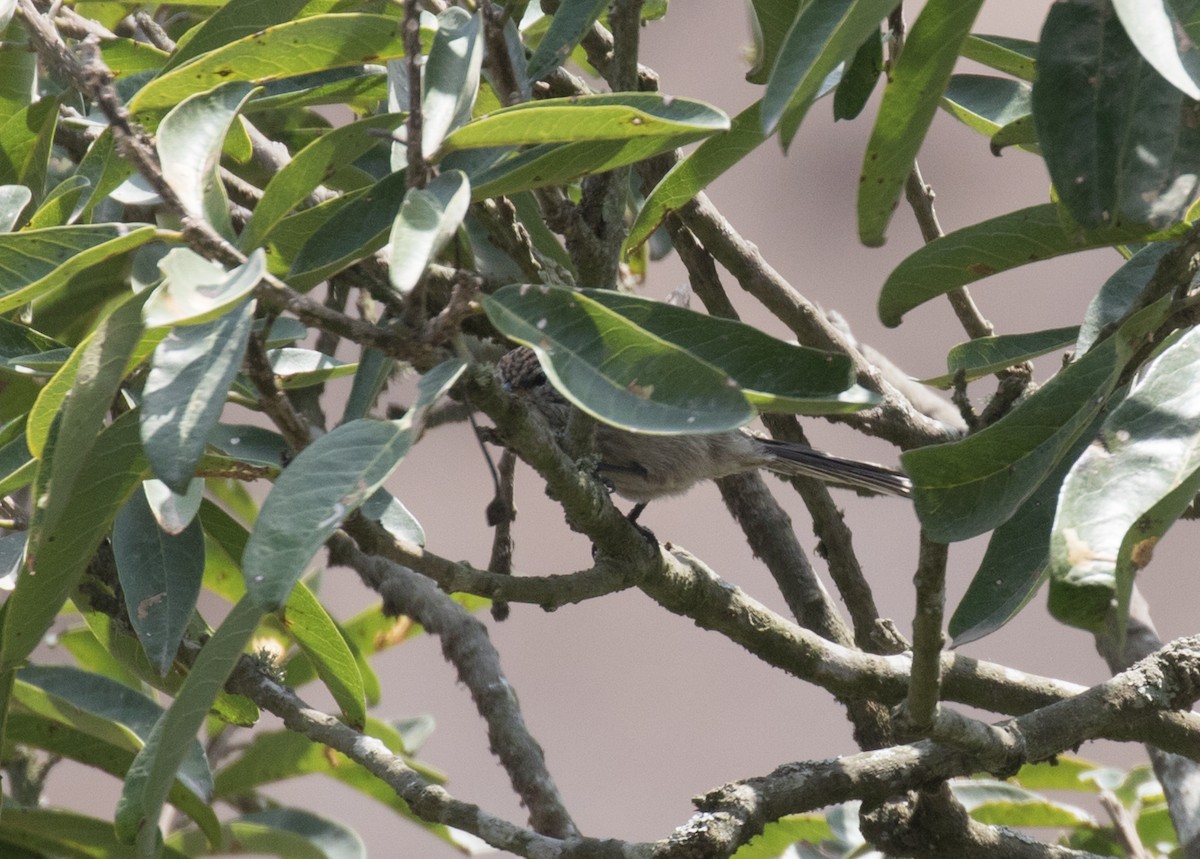 Streaked Tit-Spinetail - ML637601080