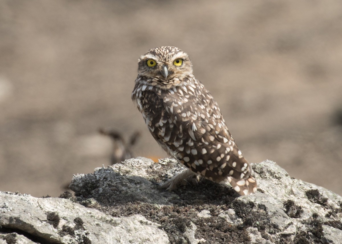 Burrowing Owl - ML637601085