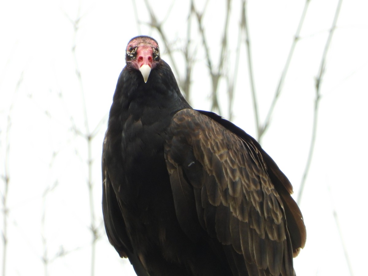 kondor krocanovitý - ML637601090