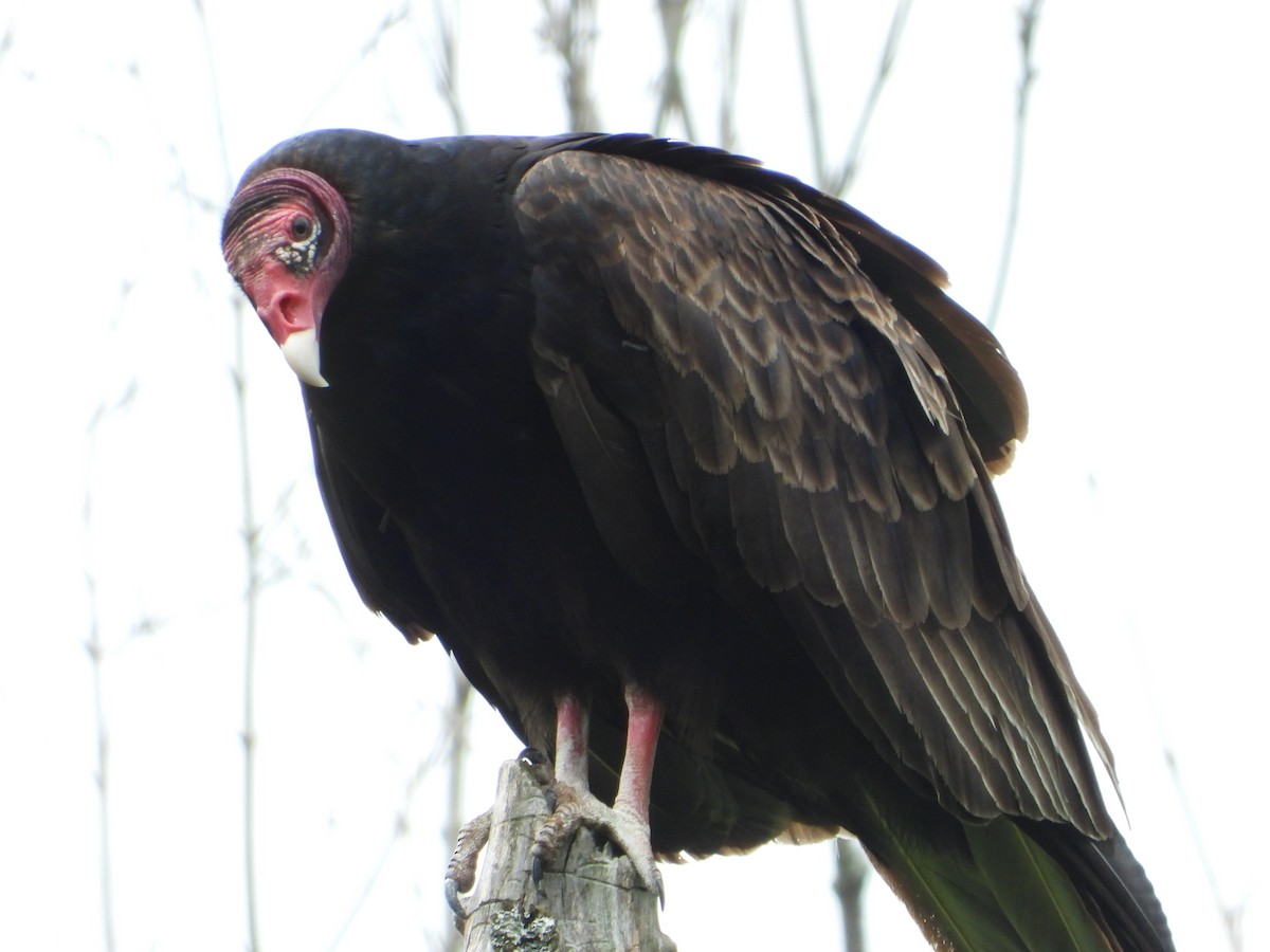 kondor krocanovitý - ML637601091