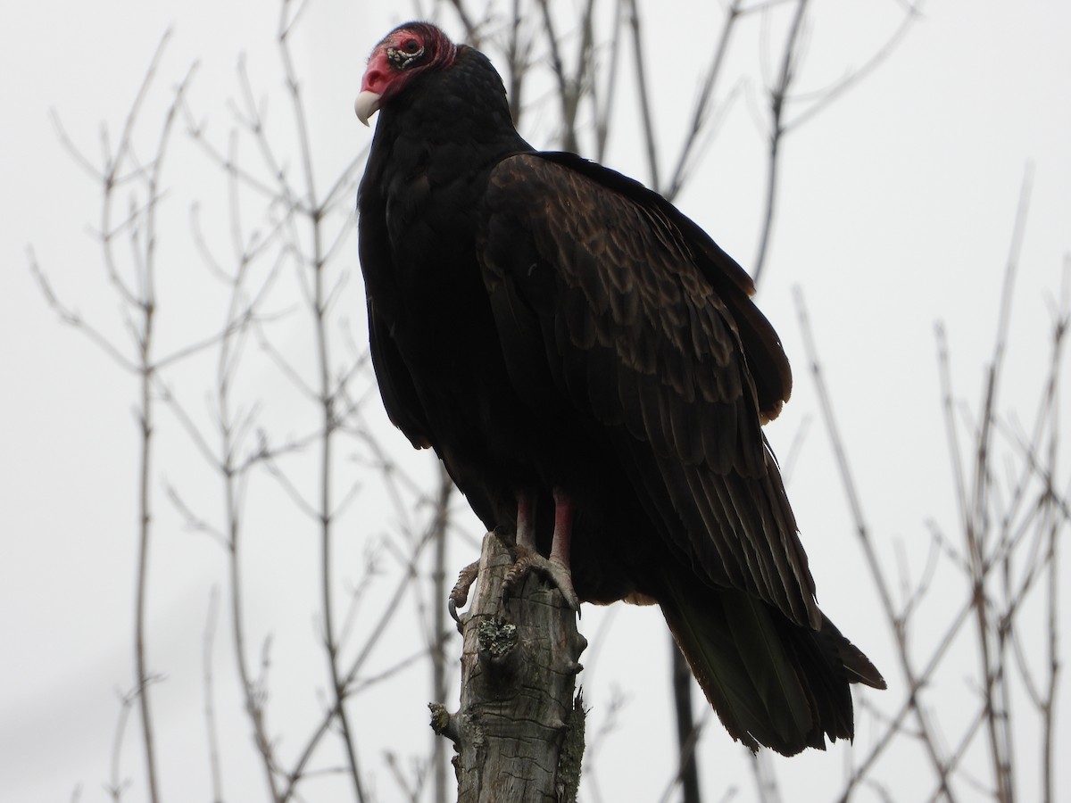 kondor krocanovitý - ML637601092