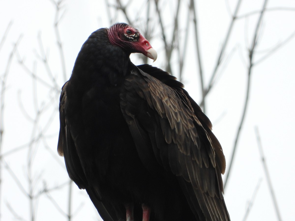 kondor krocanovitý - ML637601093