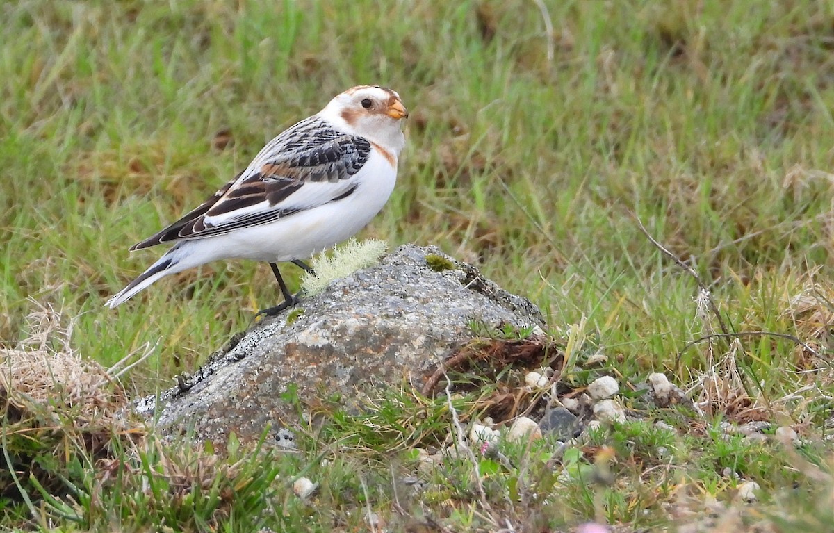 Snow Bunting - ML637601104
