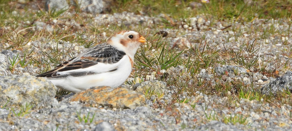 Snow Bunting - ML637601105