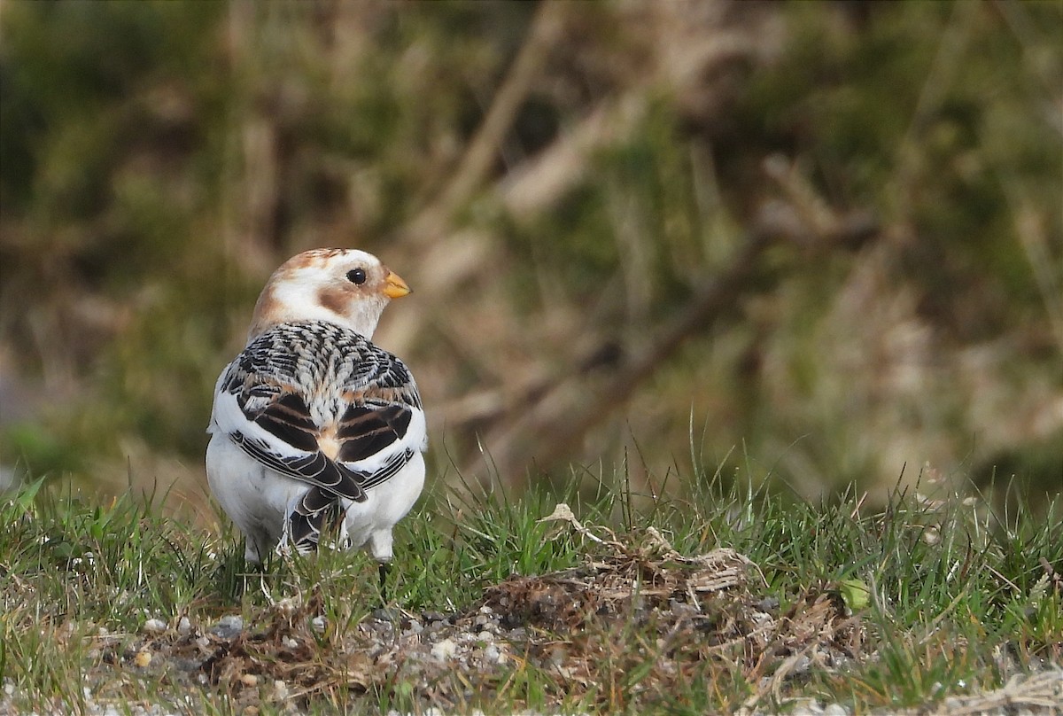 Snow Bunting - ML637601106