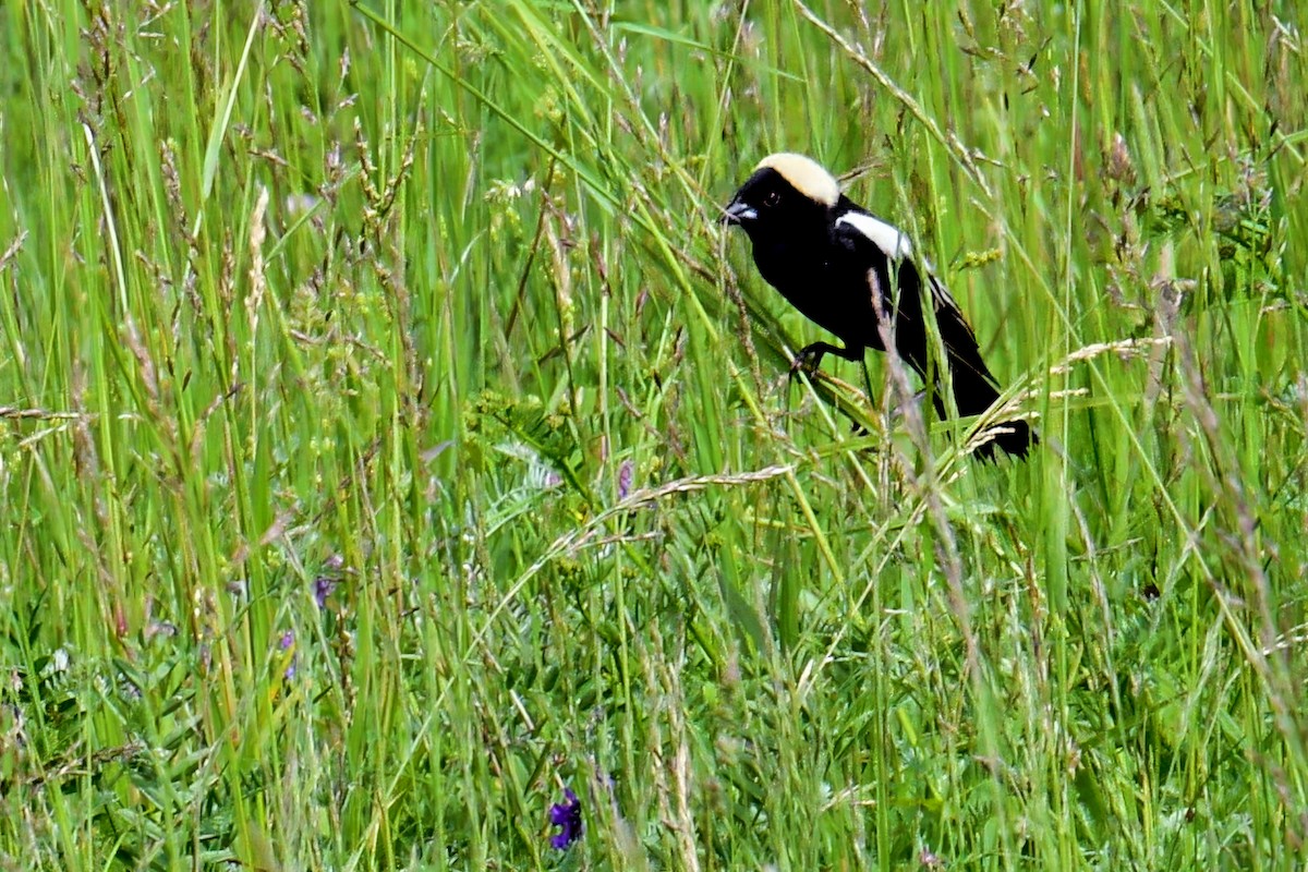 bobolink americký - ML637601126