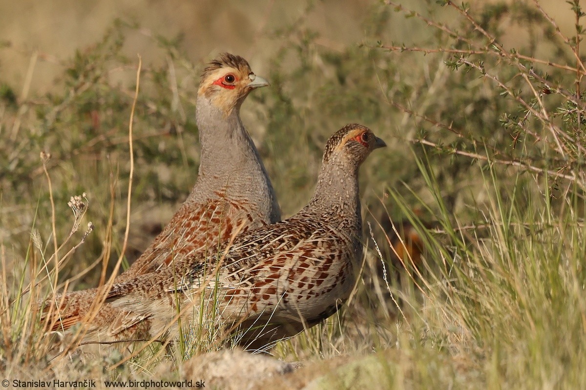 Daurian Partridge - ML637601131