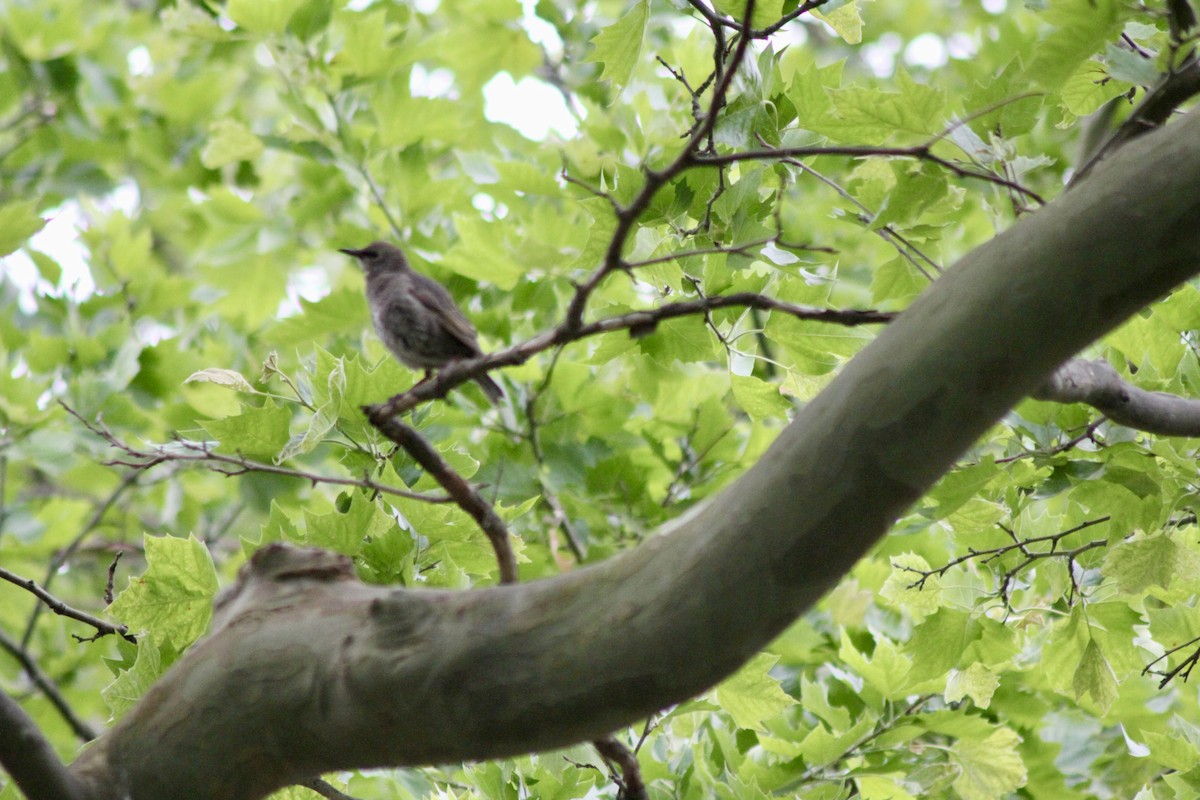 European Starling - ML637601136